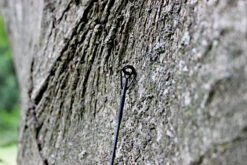 Ashima FFX-F 12ft 1,50lb -Hengels Winkel 005d0d6366159e5f